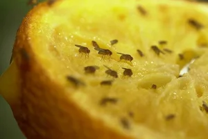 Už žiadne ovocné mušky: tento predmet domácej potreby ich odpudzuje