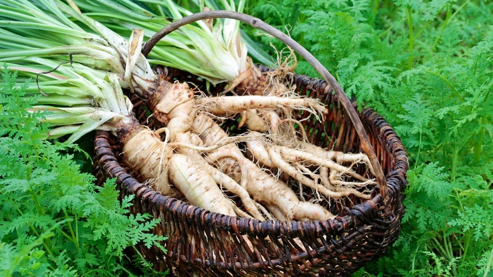 Táto zelenina, podobná petržlenu, je spásou pre pečeň. Vaše telo vám bude vďačné