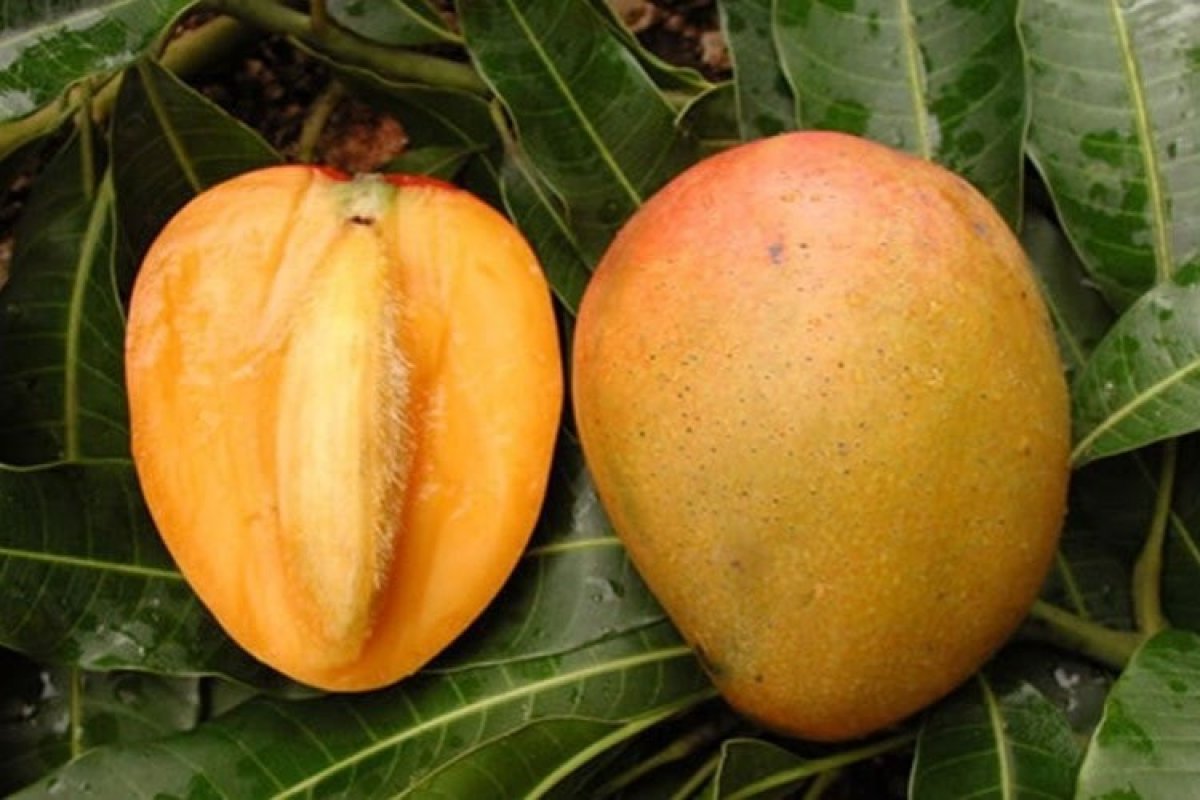 Vypestujte mango zo semienka. O niekoľko týždňov sa stane hviezdou vašej obývačky