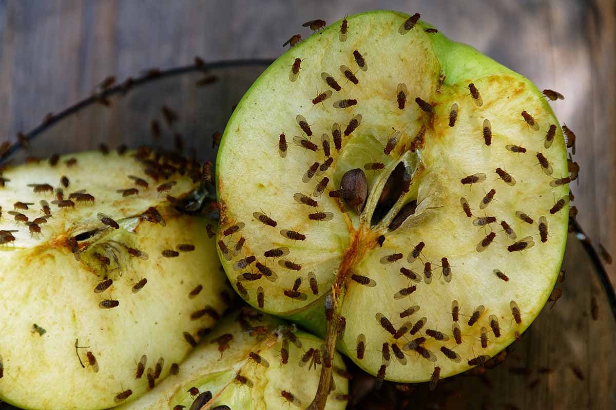 Už žiadne ovocné mušky: tento predmet domácej potreby ich odpudzuje